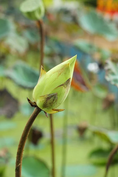 Цветок лотоса - в то время как цветок в природе — стоковое фото