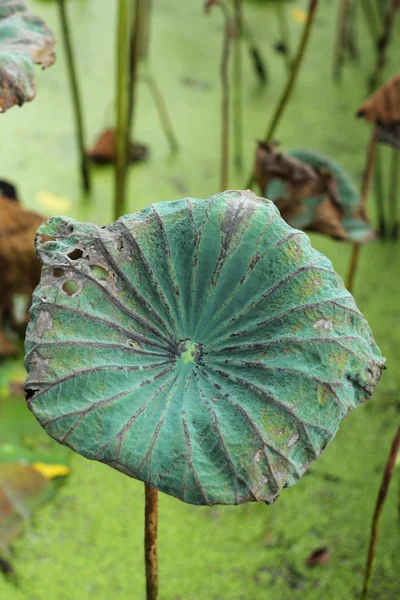 Green lotus leaf in nature — Stock Photo, Image