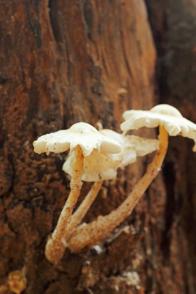 Setas frescas en la naturaleza — Foto de Stock