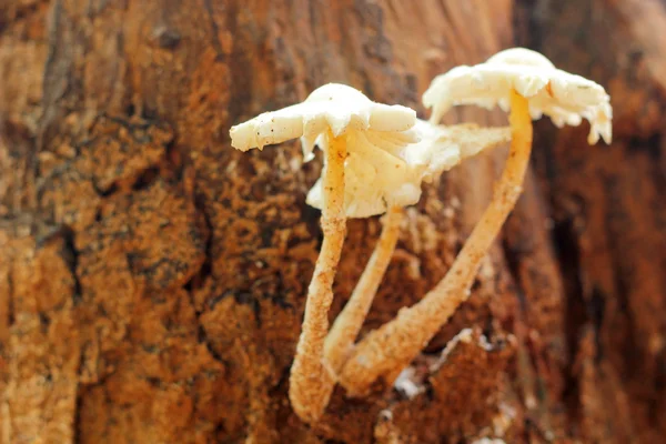 Čerstvé houby v přírodě — Stock fotografie