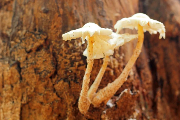 Cogumelos frescos na natureza — Fotografia de Stock