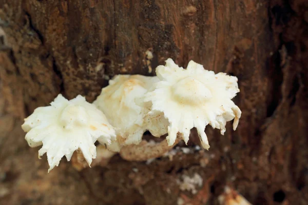 Verse champignons in de natuur — Stockfoto