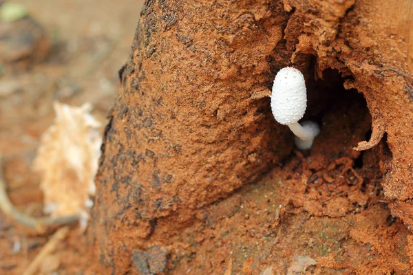 Cogumelos frescos na natureza — Fotografia de Stock