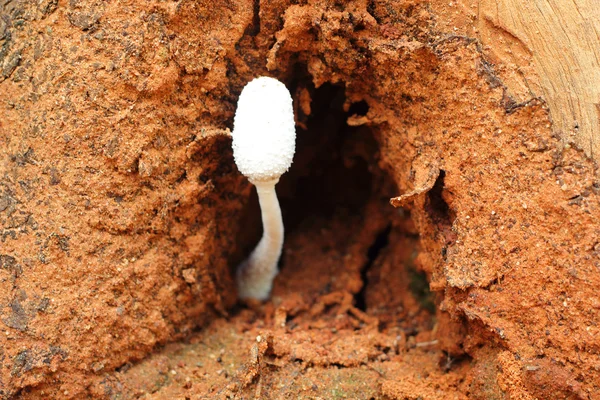 Funghi freschi nella natura — Foto Stock