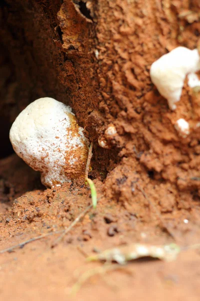 Cogumelos frescos na natureza — Fotografia de Stock