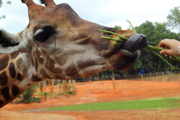 Giraffen och natur i djurparken — Stockfoto