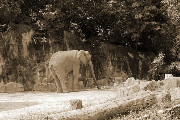 Afrikai elefánt, a természetben — Stock Fotó