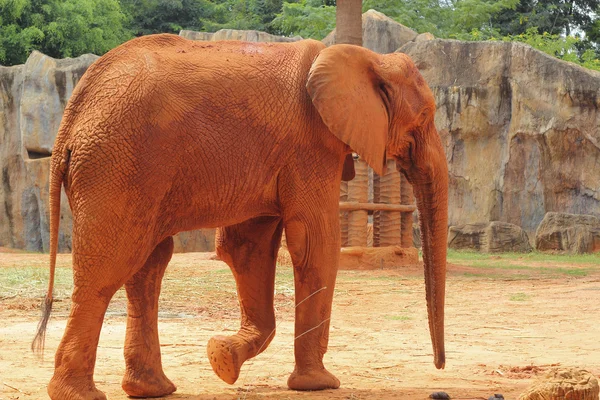 African elephant in the nature — Stock Photo, Image