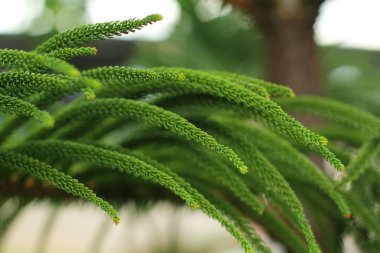 ormanda taze bahar yeşil eğreltiotu yaprakları