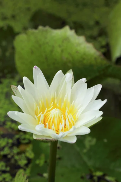 Fiore di loto - mentre fiore nella natura — Foto Stock