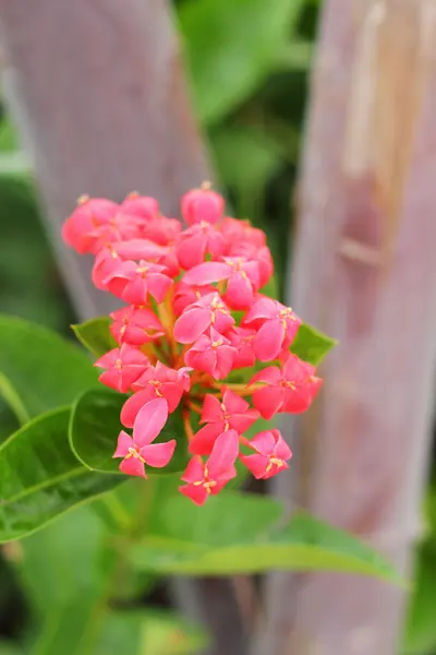 Rode ixora bloem in de natuur — Stockfoto