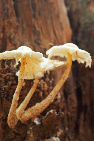 Свежие грибы в природе — стоковое фото