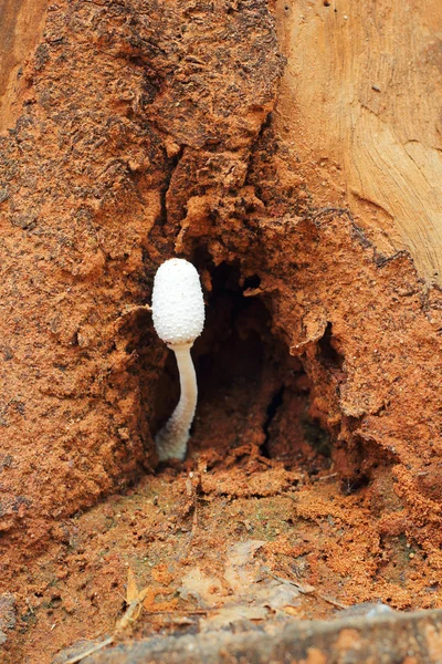 Funghi freschi nella natura — Foto Stock