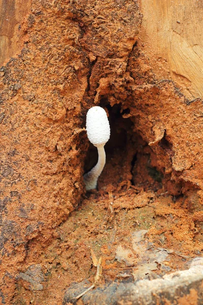 Funghi freschi nella natura — Foto Stock