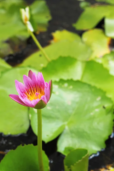 Fiore di loto - fiore rosa nella natura — Foto Stock