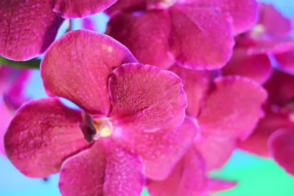 粉红色的兰花花的性质 — 图库照片