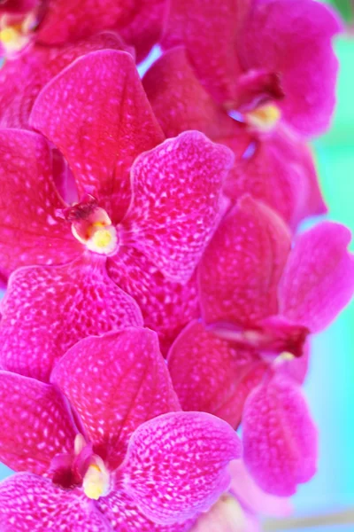 Flor de orquídea rosa na natureza — Fotografia de Stock