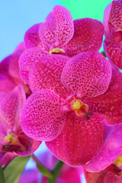Różowy kwiat orchidei w naturze — Zdjęcie stockowe