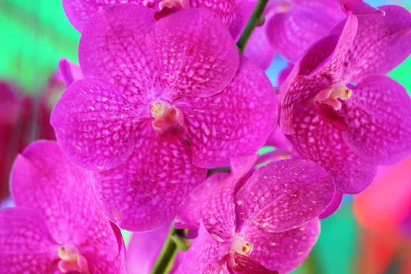 Różowy kwiat orchidei w naturze — Zdjęcie stockowe