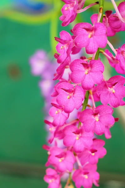 Flor de orquídea rosa na natureza — Fotografia de Stock