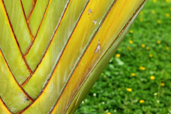 Primer plano del fondo del plátano —  Fotos de Stock