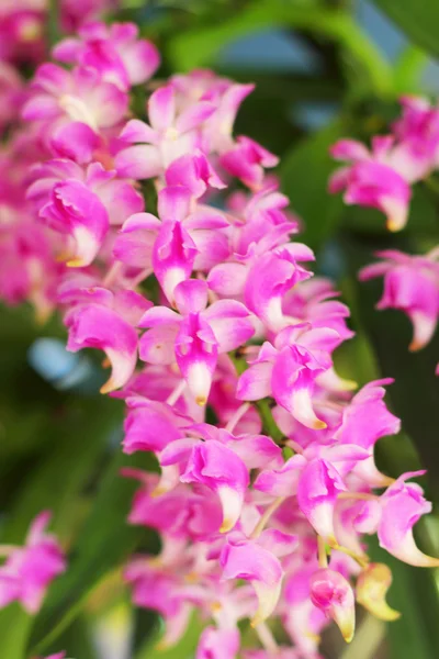 Růžová orchidej květina v přírodě — Stock fotografie