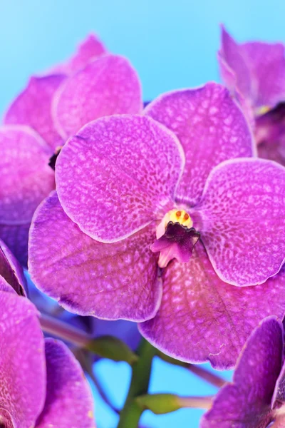 Purpurowa orchidea vanda kwiaty — Zdjęcie stockowe