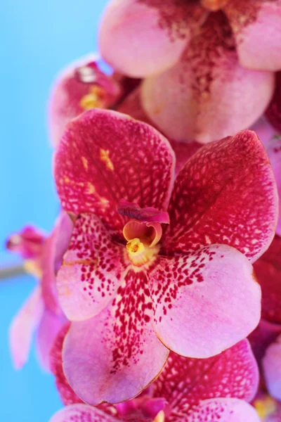 Flores de orquídea vermelho-alaranjadas na natureza — Fotografia de Stock