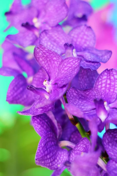 Purpurowa orchidea vanda kwiaty — Zdjęcie stockowe