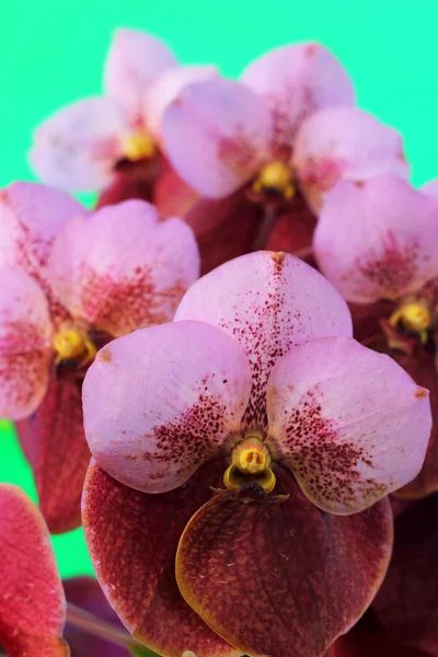 Flores de orquídea vermelho-alaranjadas na natureza — Fotografia de Stock
