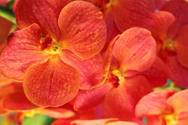 Orchidée orange fleurs dans la nature — Photo