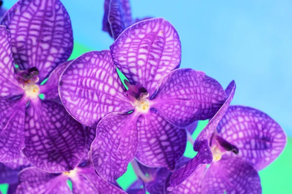 Purpurowa orchidea vanda kwiaty — Zdjęcie stockowe