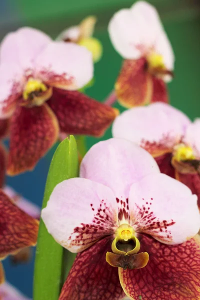 Flor de orquídea rosa na natureza — Fotografia de Stock