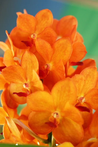 Flores alaranjadas do orchid na natureza — Fotografia de Stock