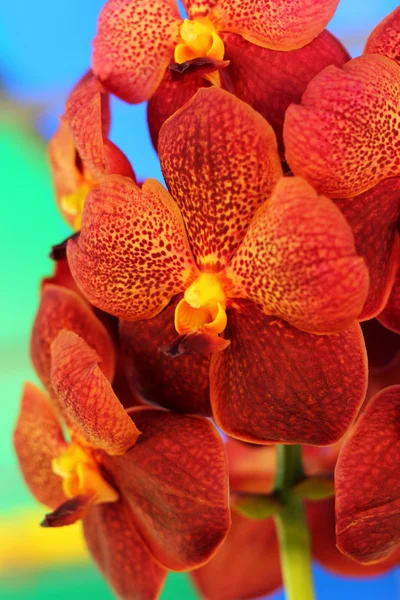 Orange orchid flowers in the nature — Stock Photo, Image