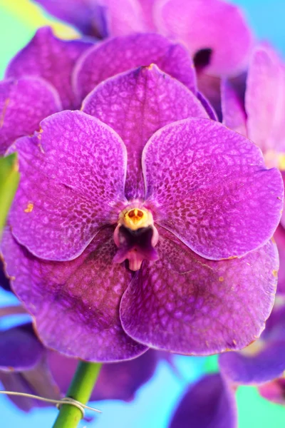 Purpurowa orchidea vanda kwiaty — Zdjęcie stockowe