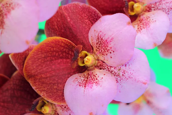 Flores de orquídea vermelho-alaranjadas na natureza — Fotografia de Stock