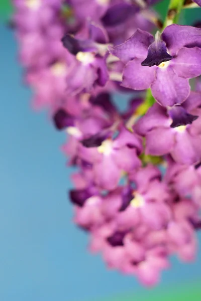 Lila Orchidee Vanda Blumen — Stockfoto