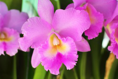 doğada pembe orkide çiçek