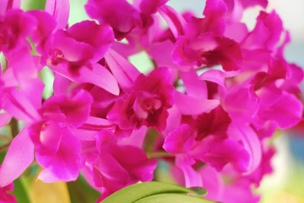 Розовый цветок орхидеи в природе — стоковое фото