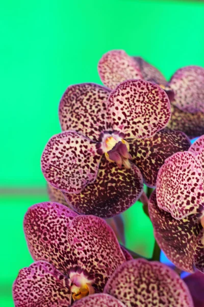 Flores roxas da orquídea na natureza — Fotografia de Stock