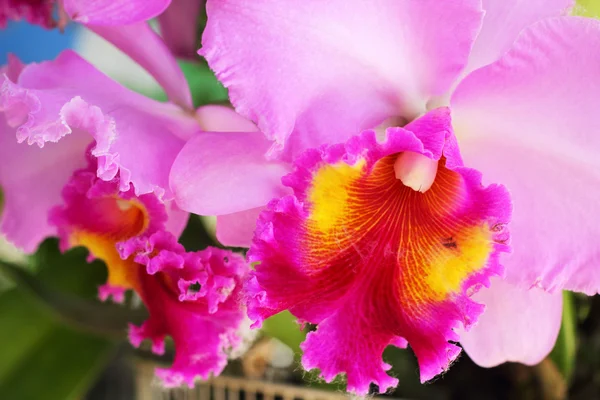 Flor de orquídea rosa na natureza — Fotografia de Stock