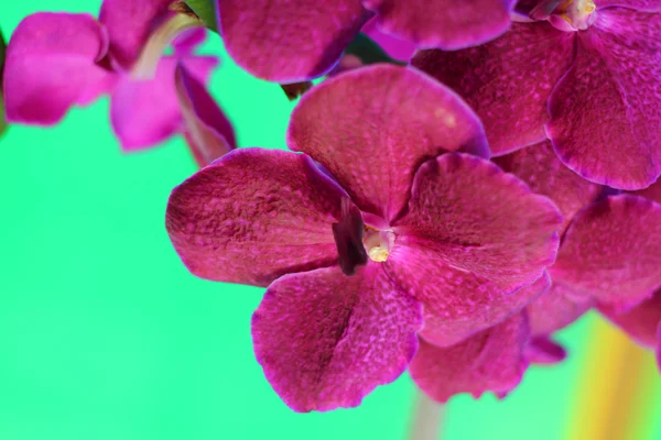 粉红色的兰花花的性质 — 图库照片