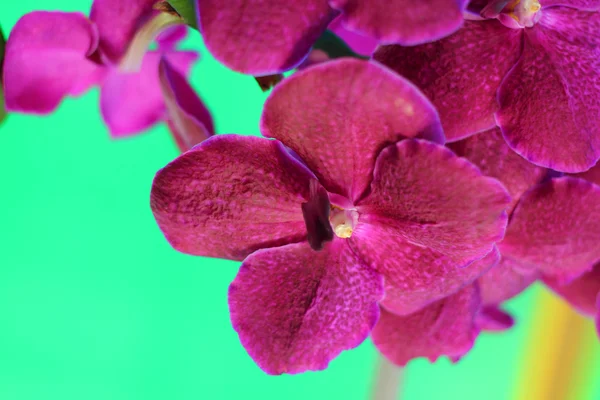 Flor de orquídea rosa na natureza — Fotografia de Stock