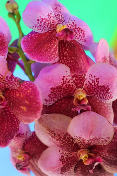 Flores de orquídea vermelho-alaranjadas na natureza — Fotografia de Stock