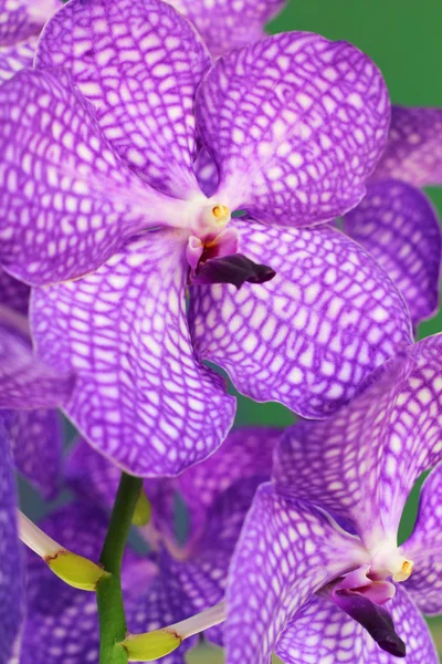 Purpurowa orchidea vanda kwiaty — Zdjęcie stockowe