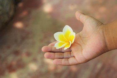 Eldeki beyaz frangipani çiçek