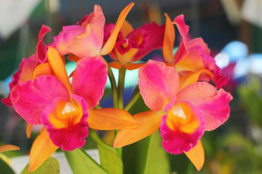 doğa kırmızı-turuncu orkide çiçeği.