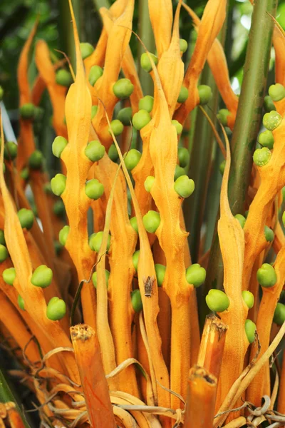 Palm žluté květy v přírodních — Stock fotografie