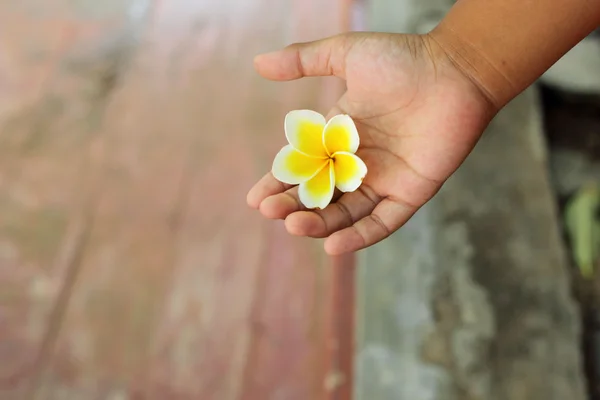 Flor frangipani branco na mão — Fotografia de Stock